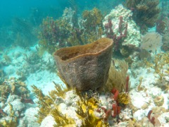 Netted Barrel Sponge
